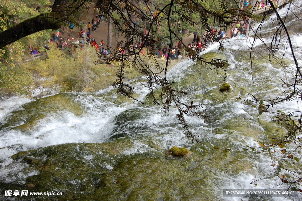 山间溪流旁的繁茂树枝