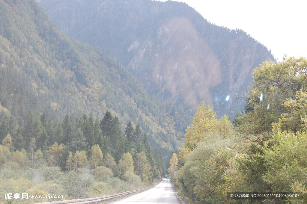 山间公路旁的葱郁树林
