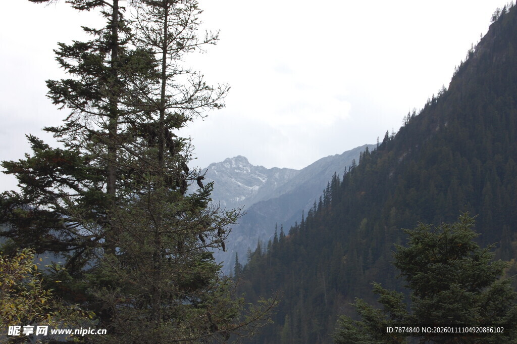 山林间的挺拔树木与远山