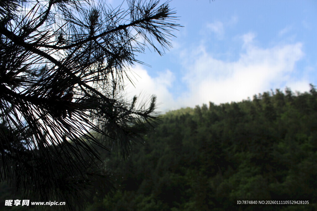 山林松枝与蓝天美景