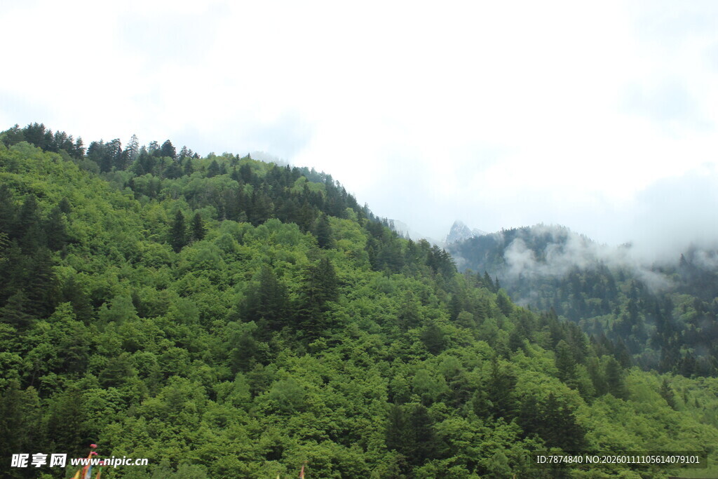 青山葱郁间云雾缭绕