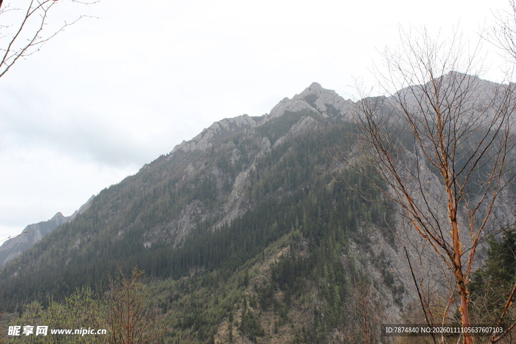巍峨山峦与枯树之景