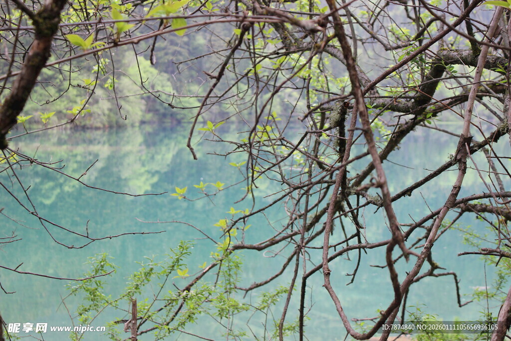 春日湖畔新绿树枝映湖景