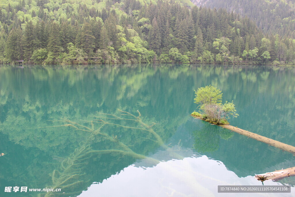 清澈湖景中的自然小景