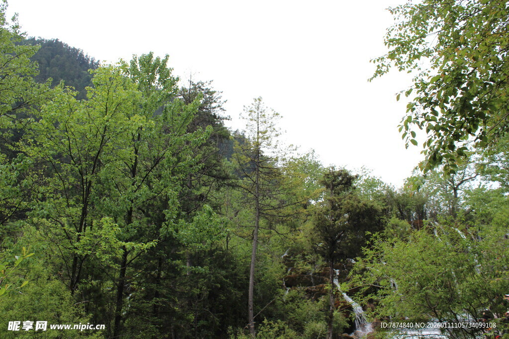 山林绿意盎然的自然景致