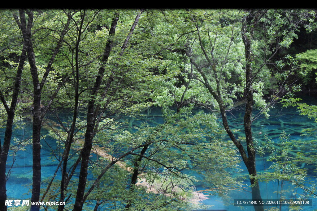 蓝湖旁的葱郁树林