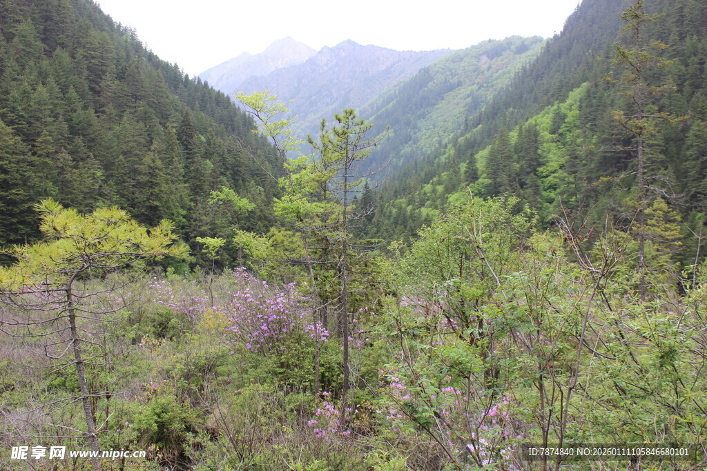 山间葱郁植被景观