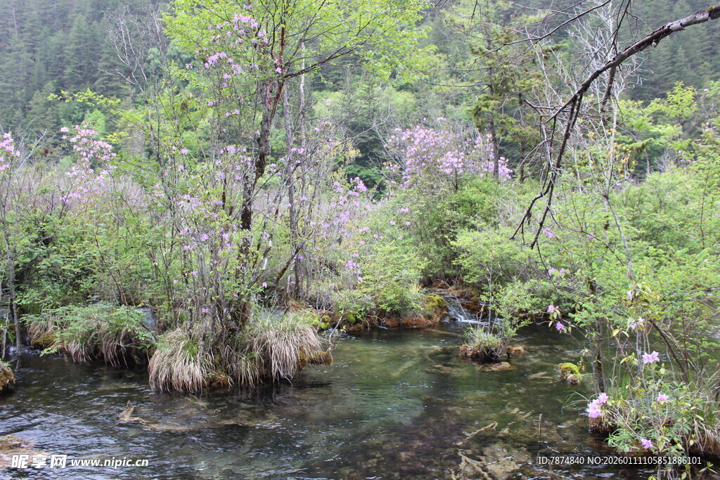 山间溪流旁的繁茂野景