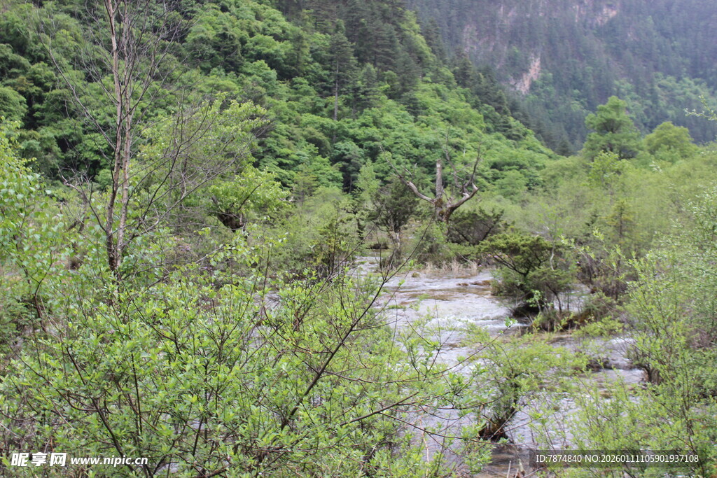 山间溪流旁的繁茂植被