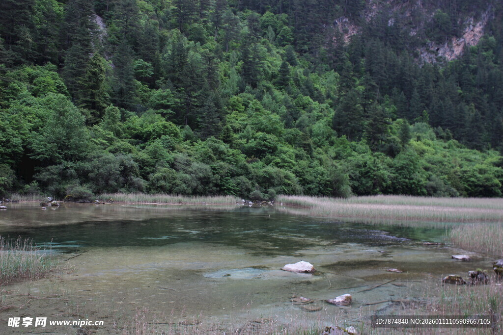 山间清浅溪流与葱郁植被