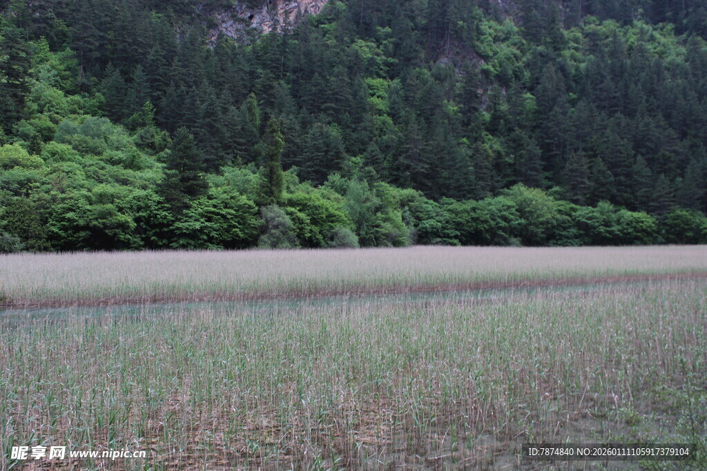 山间浅滩 绿意盎然之景