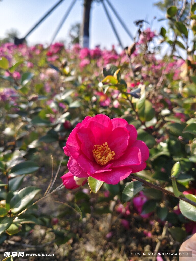 粉红色山茶花