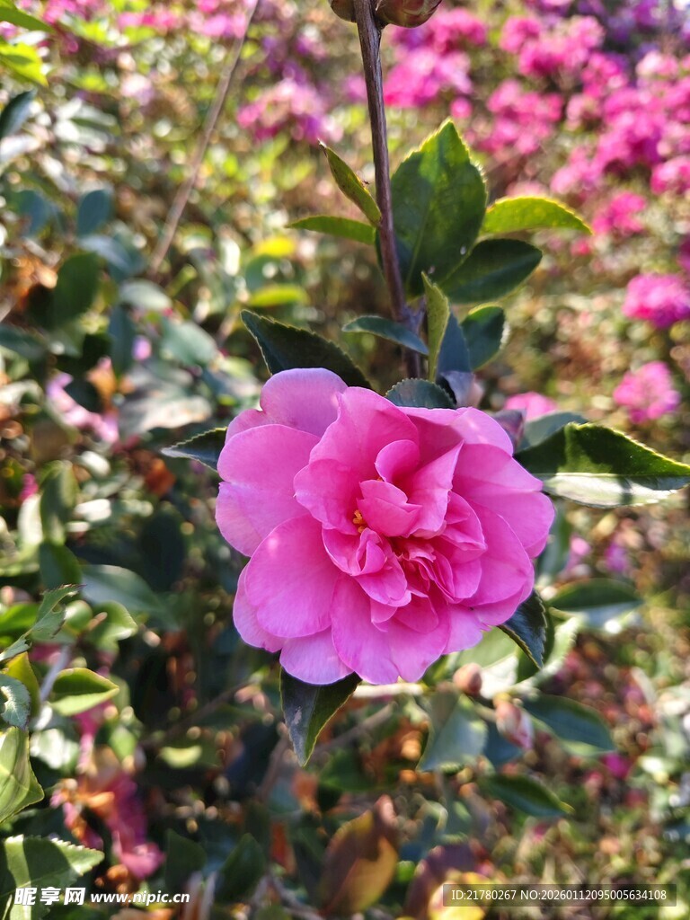 娇艳山茶花