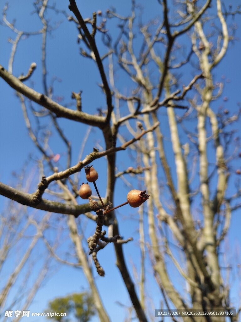枝头残果映蓝天