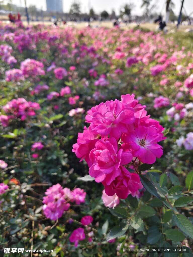 娇艳多彩月季花