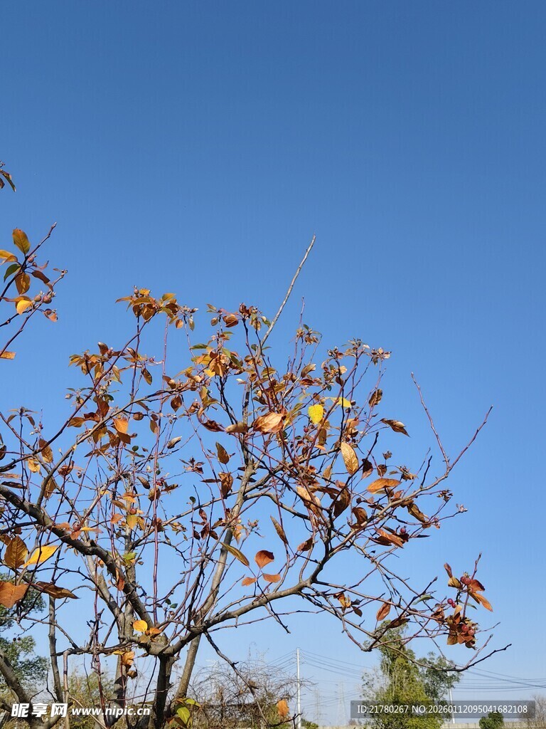 蓝天映衬下的树木