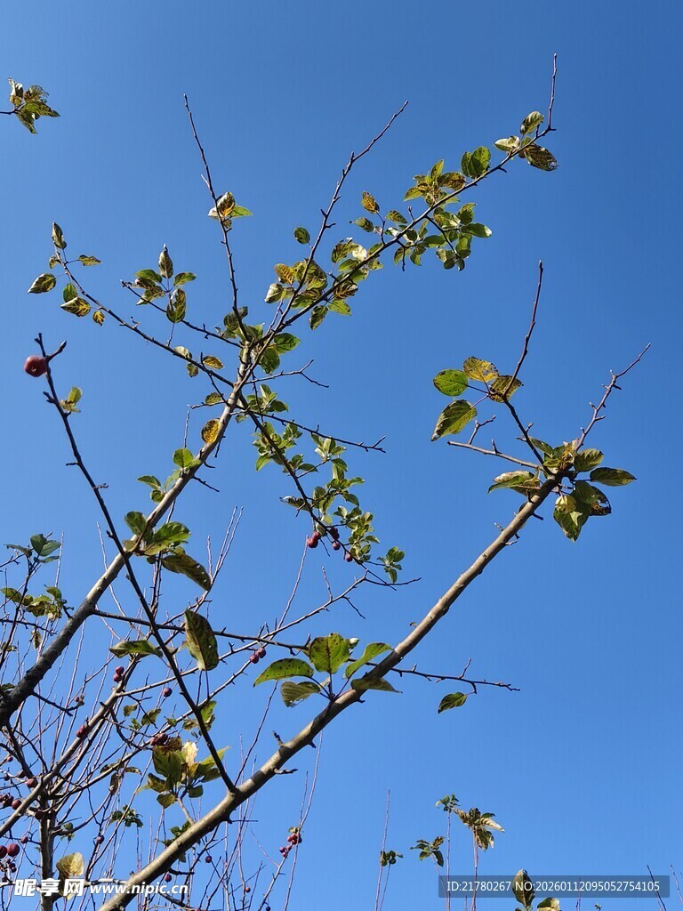 蓝天映衬下的嫩绿树枝