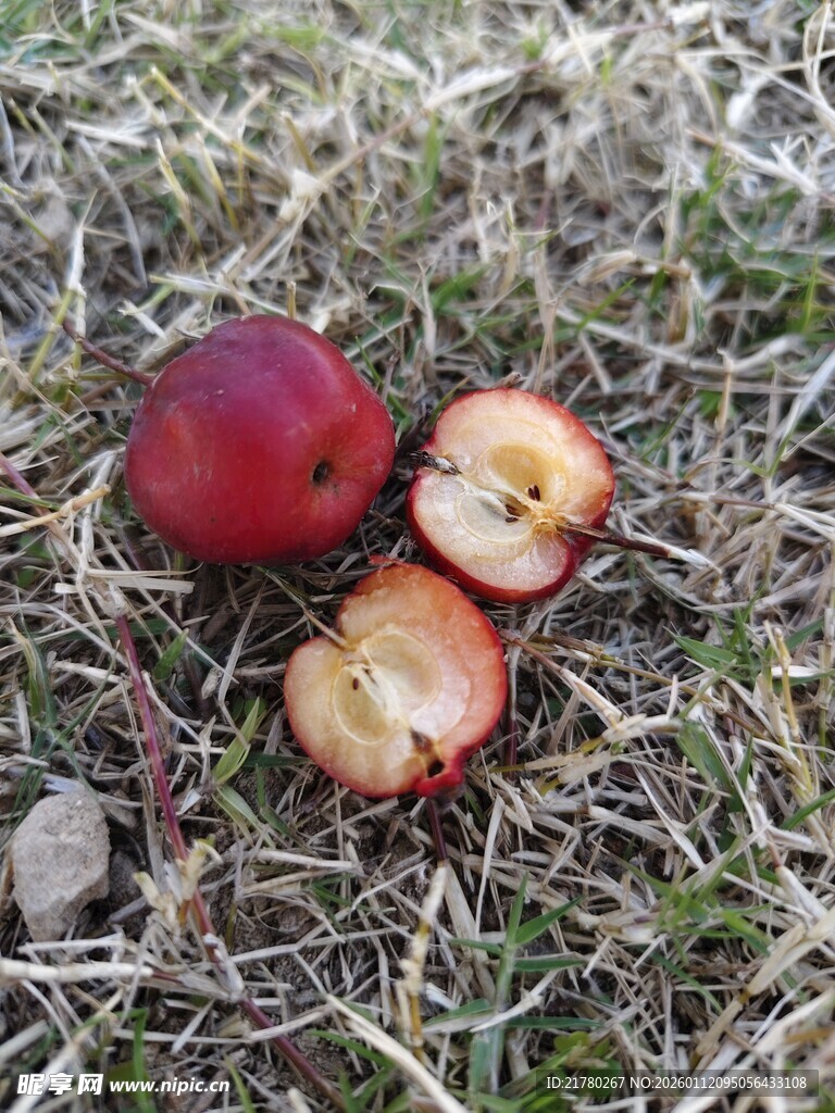 草地上的海棠果