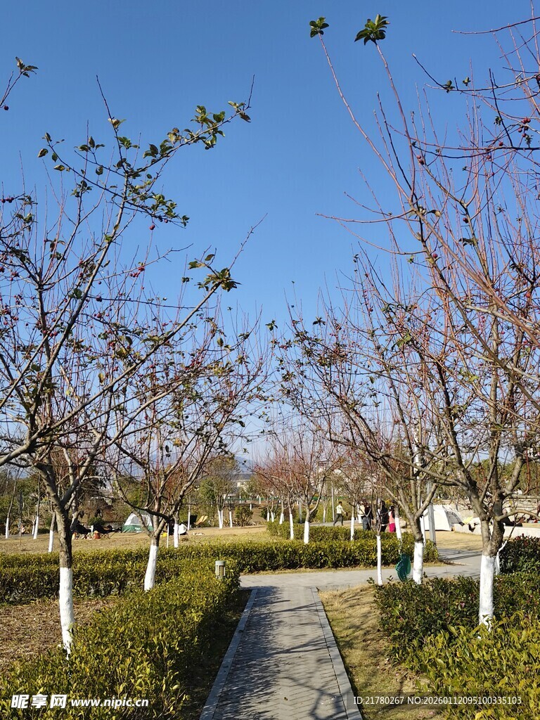 公园小径 树景