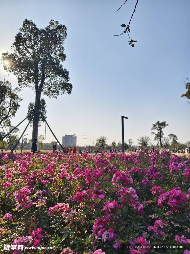 繁花盛开