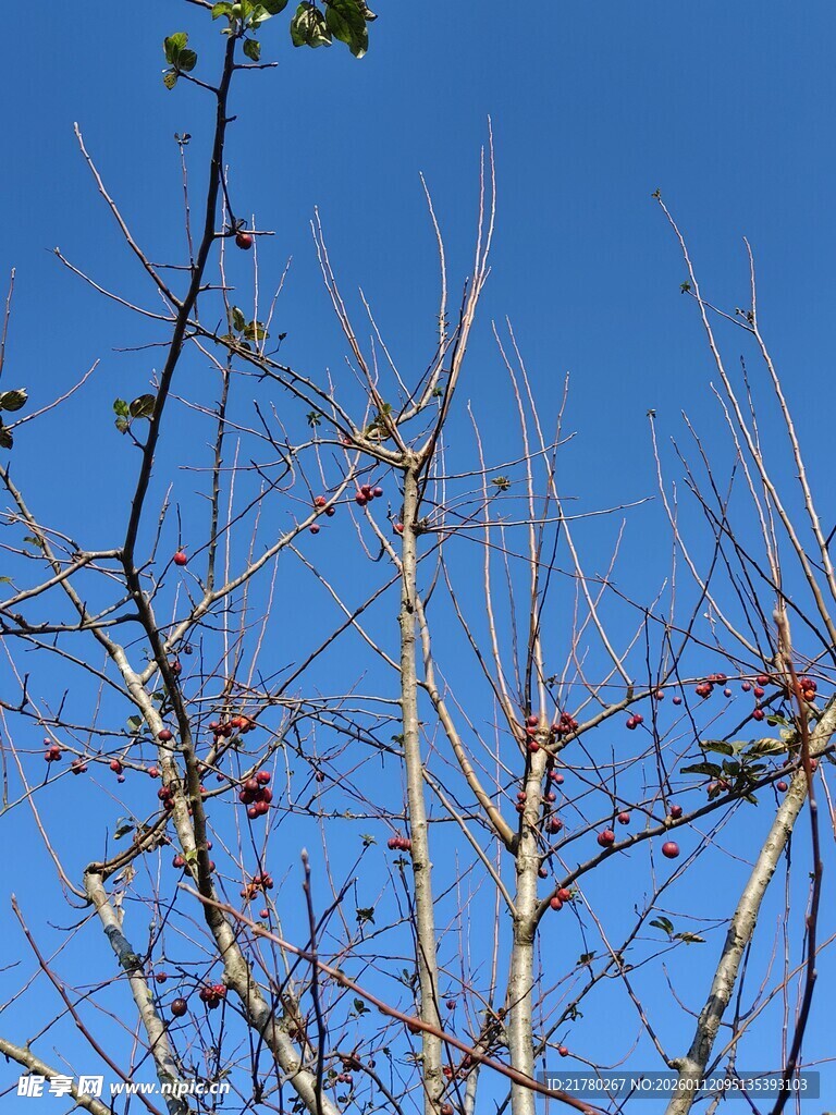 蓝天枯枝