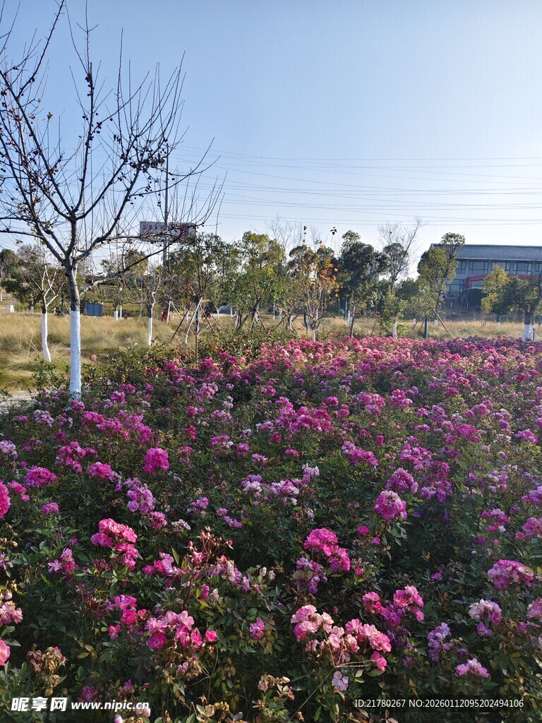 绚烂花海