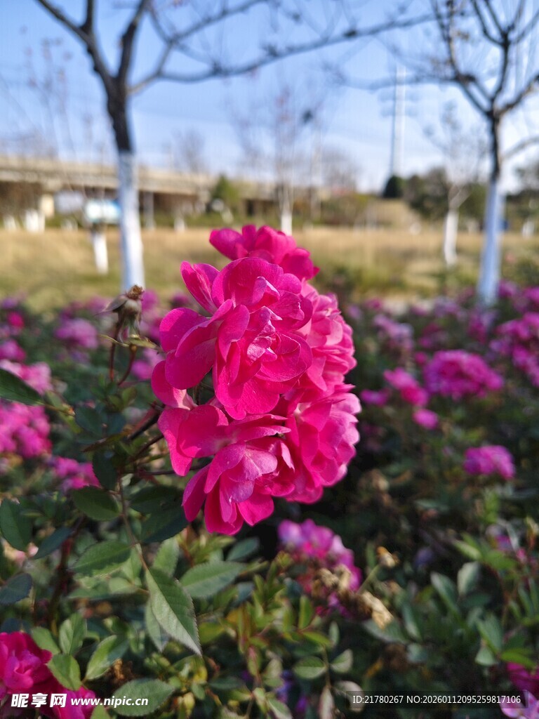 粉色花卉