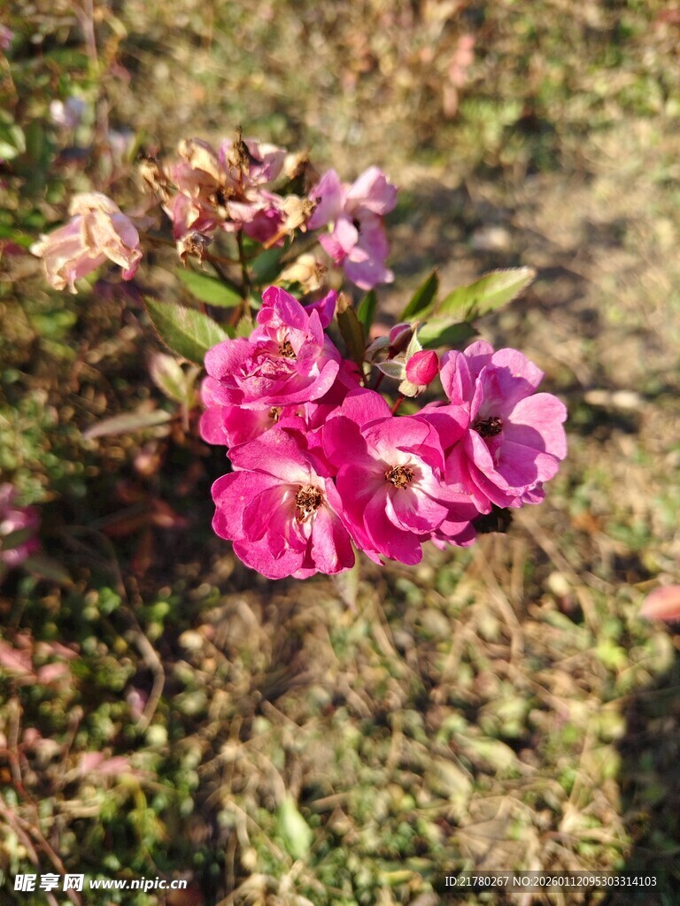 粉色花朵