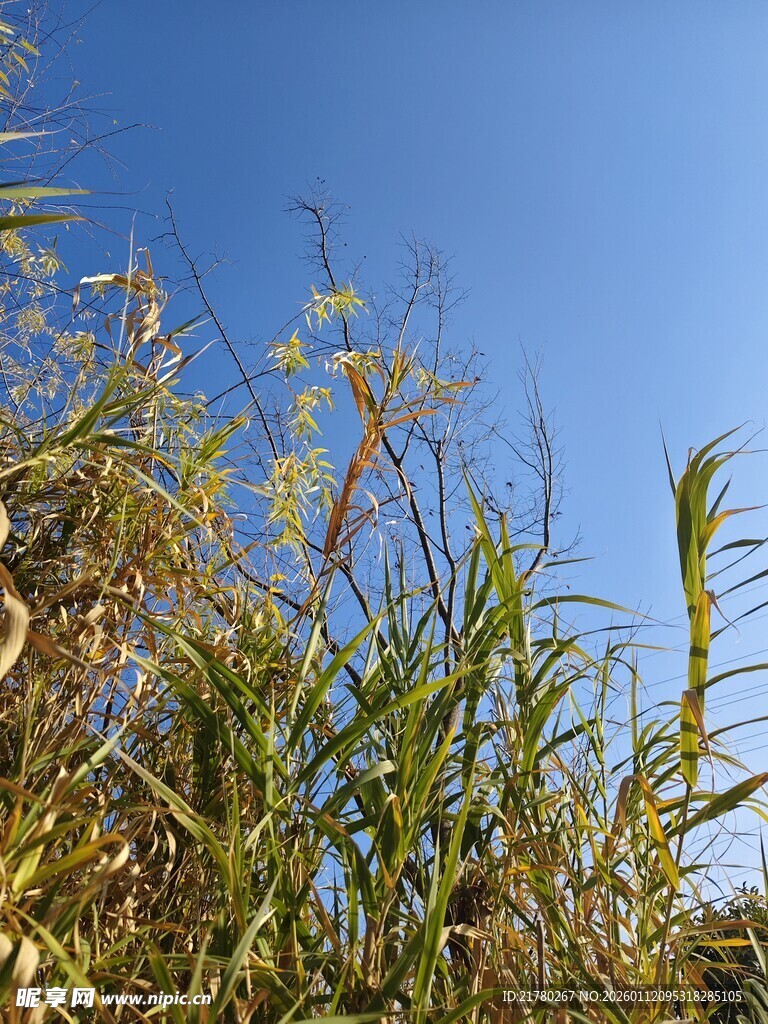 蓝天映衬下的野草
