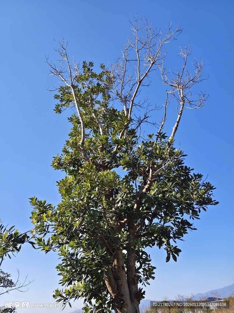 蓝天映衬下的树木