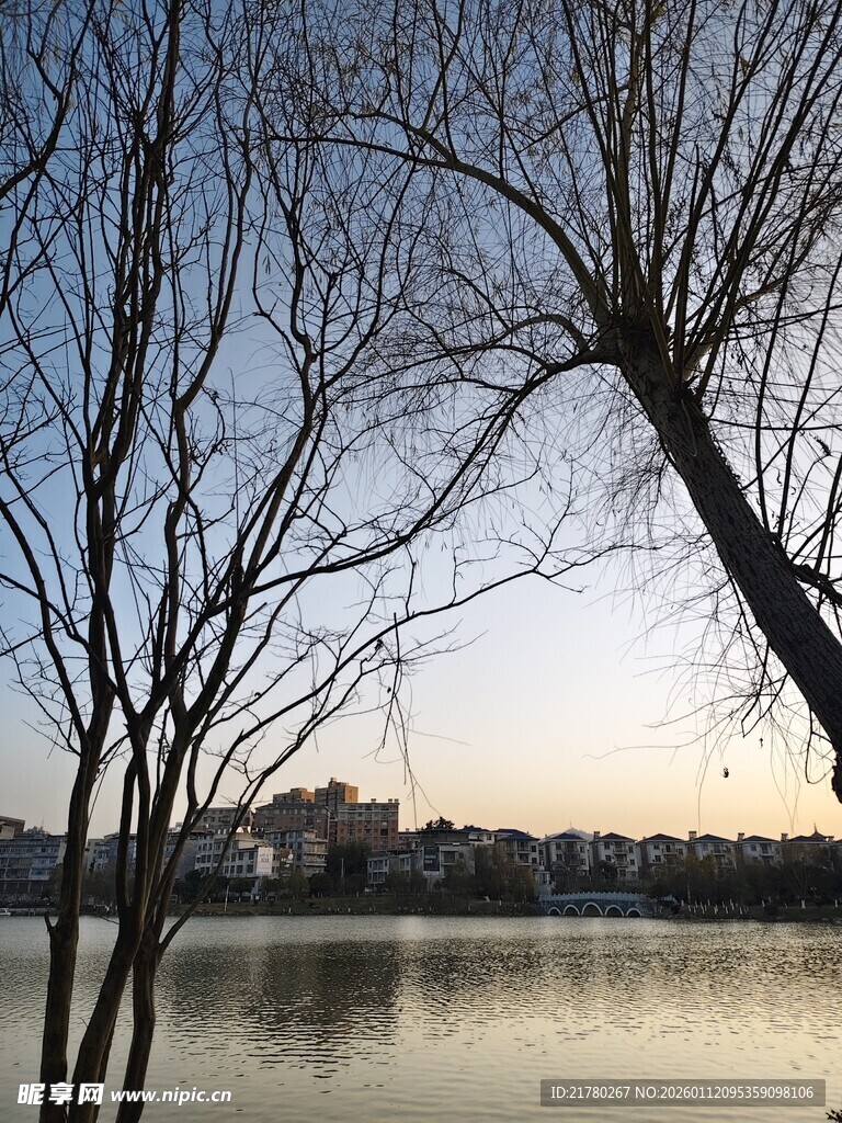 湖畔枯树映黄昏美景