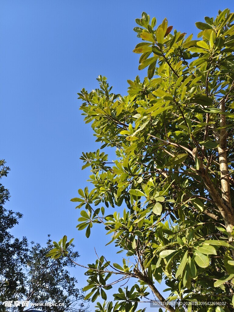 蓝天映衬下的葱郁绿树