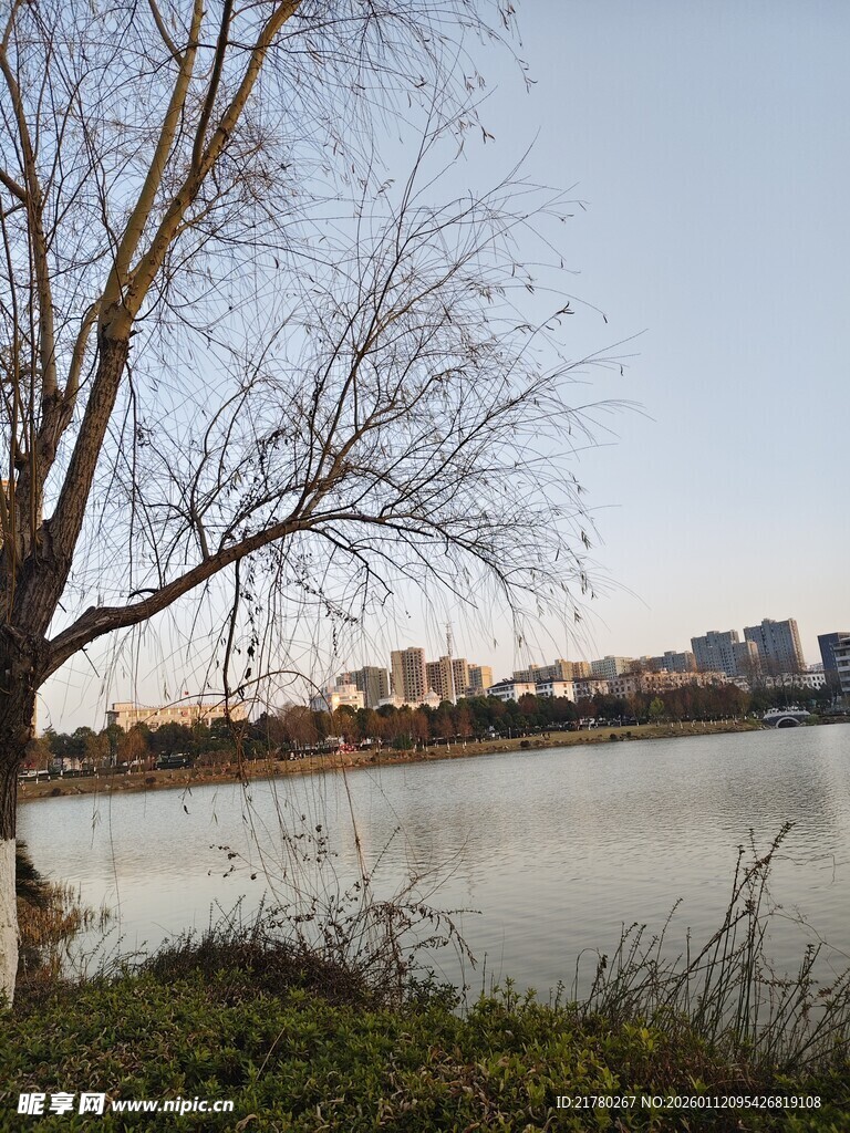 湖畔枯树风景
