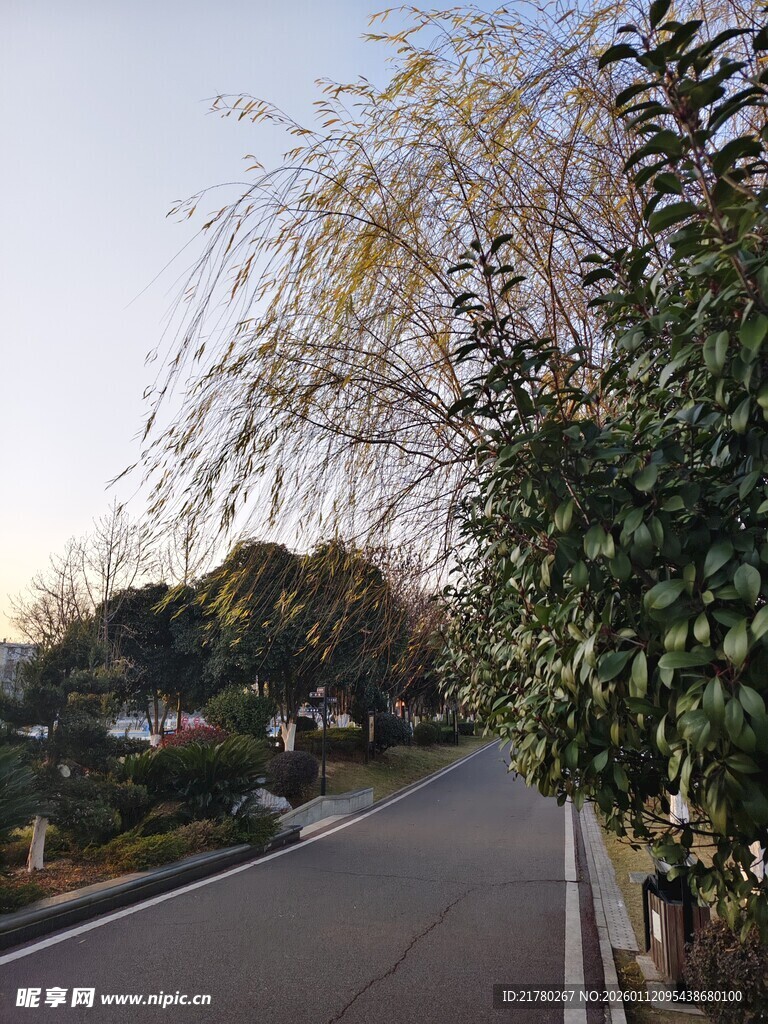 秋日路旁垂柳