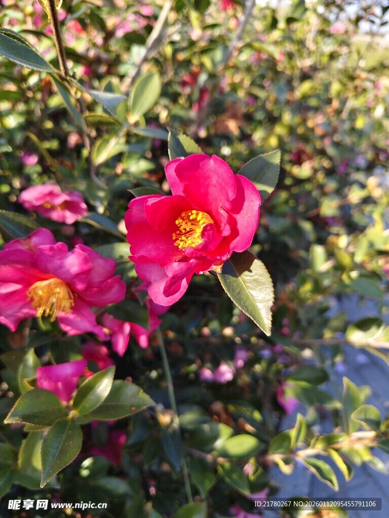 山茶花