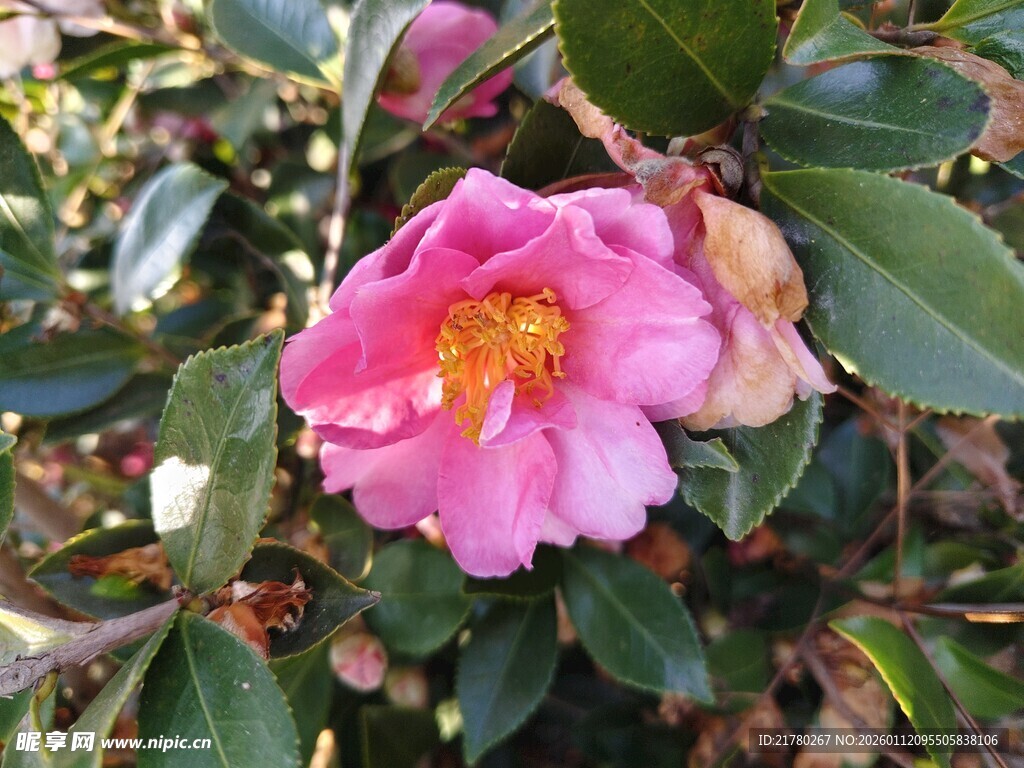 粉色山茶花