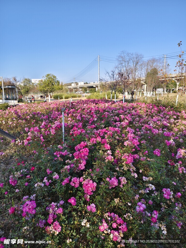 绚烂花海