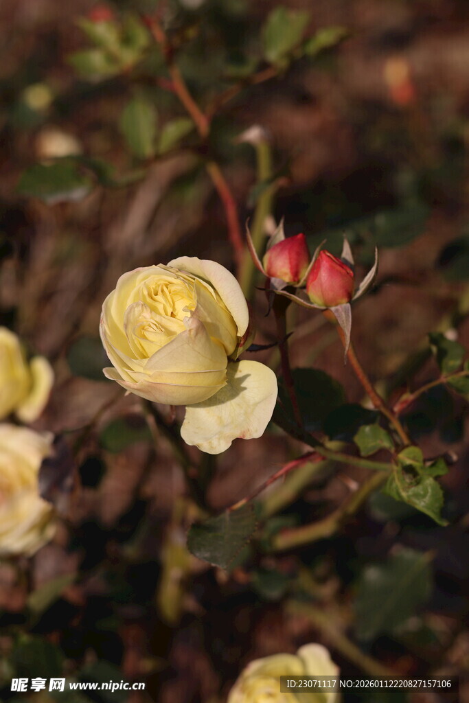 黄色月季花