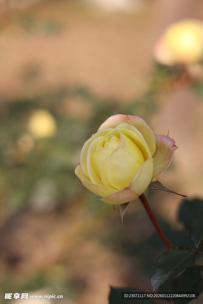 黄色月季花