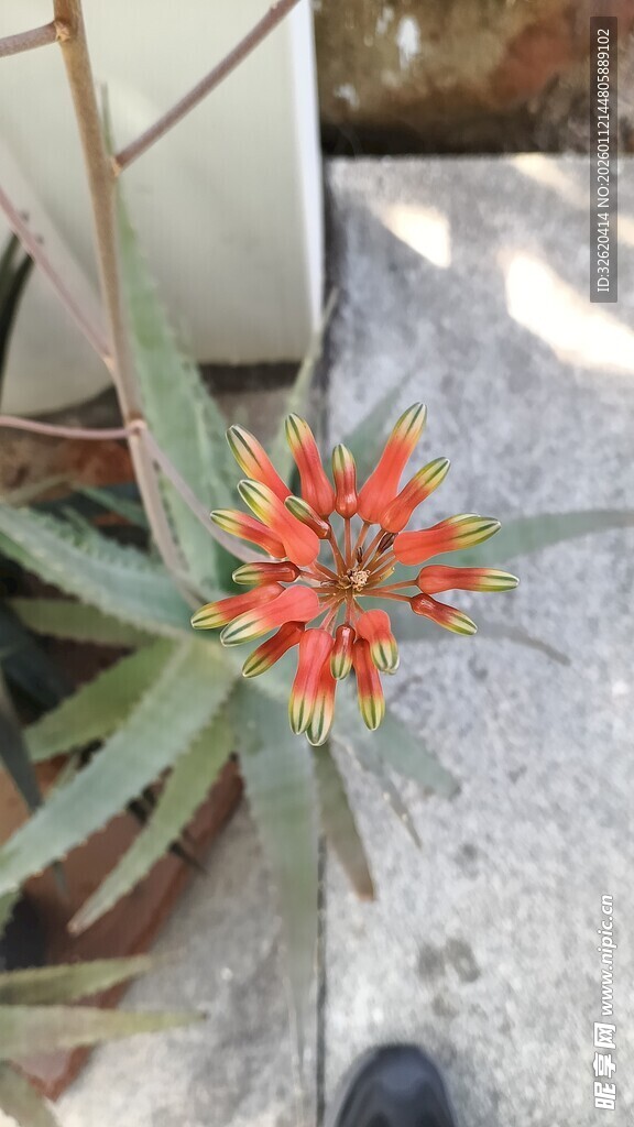 鲜艳芦荟花绽放