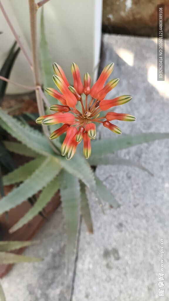 鲜艳芦荟花绽放