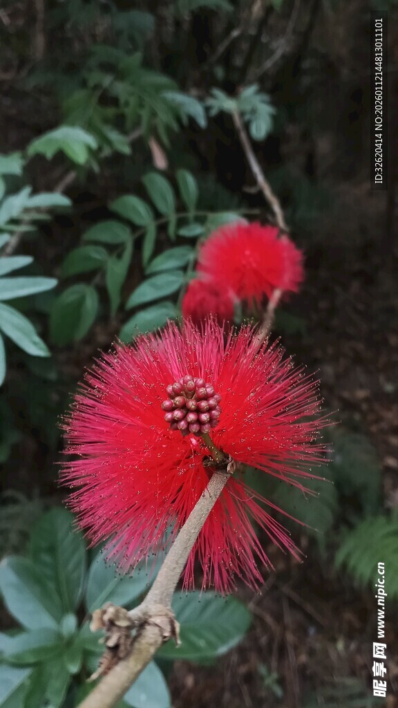 艳丽朱缨花