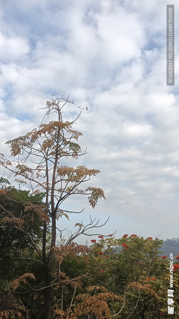 孤树挺立在葱郁植被间