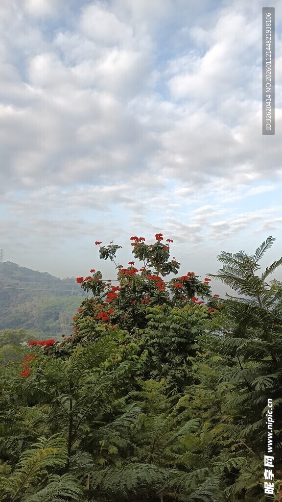 山间绿植与远处朦胧景致