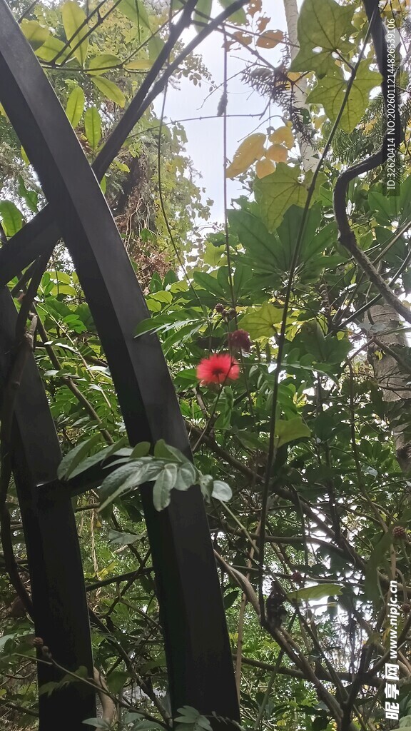 绿叶间的娇艳红果