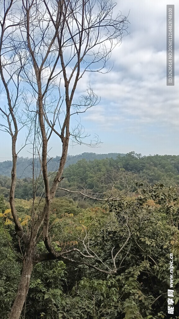 荒野枯树与繁茂植被景观