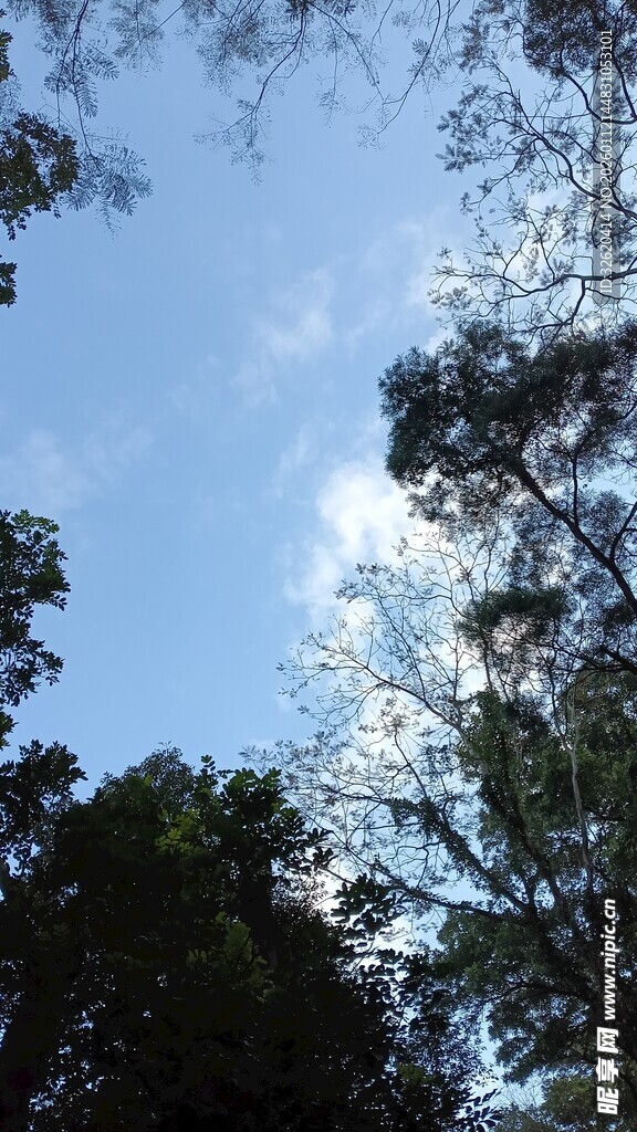 仰望林间蓝天