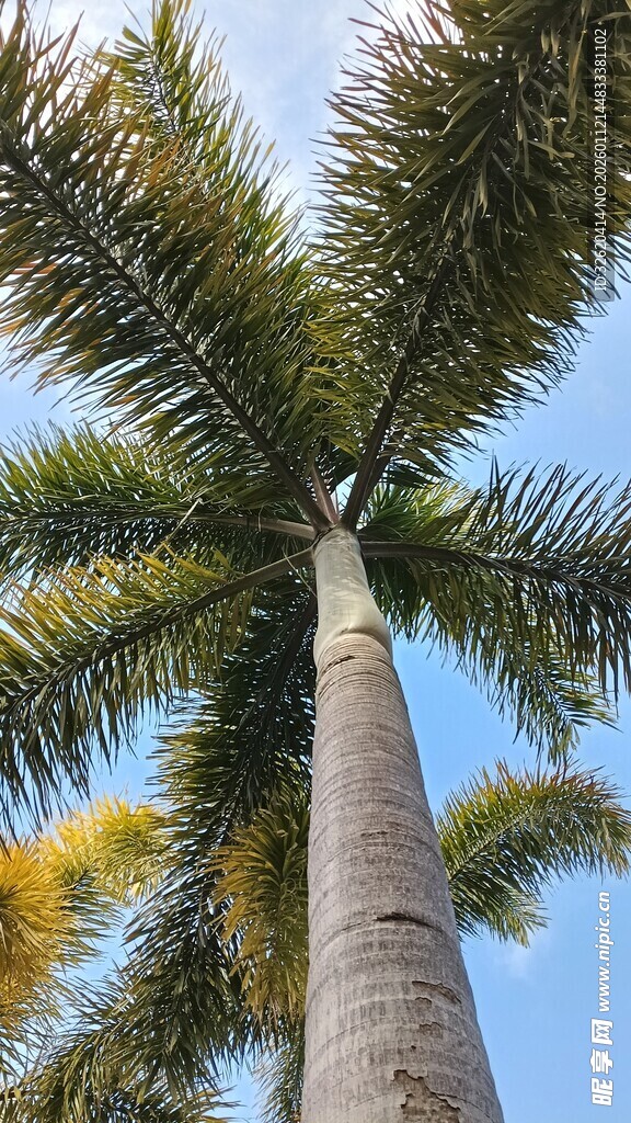 仰视下的高大棕榈树