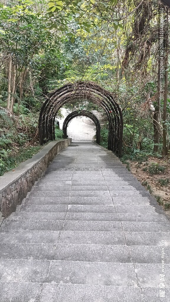 林间石径通向幽邃隧道