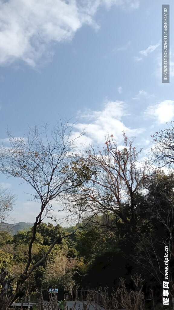 野外林景